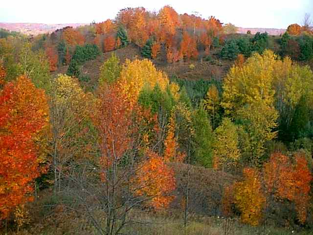 PORCUPINE  HOLLOW